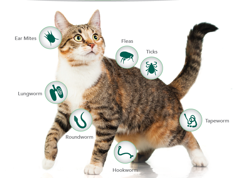 NEXGARD Protect cats and dogs against flea, ticks and more